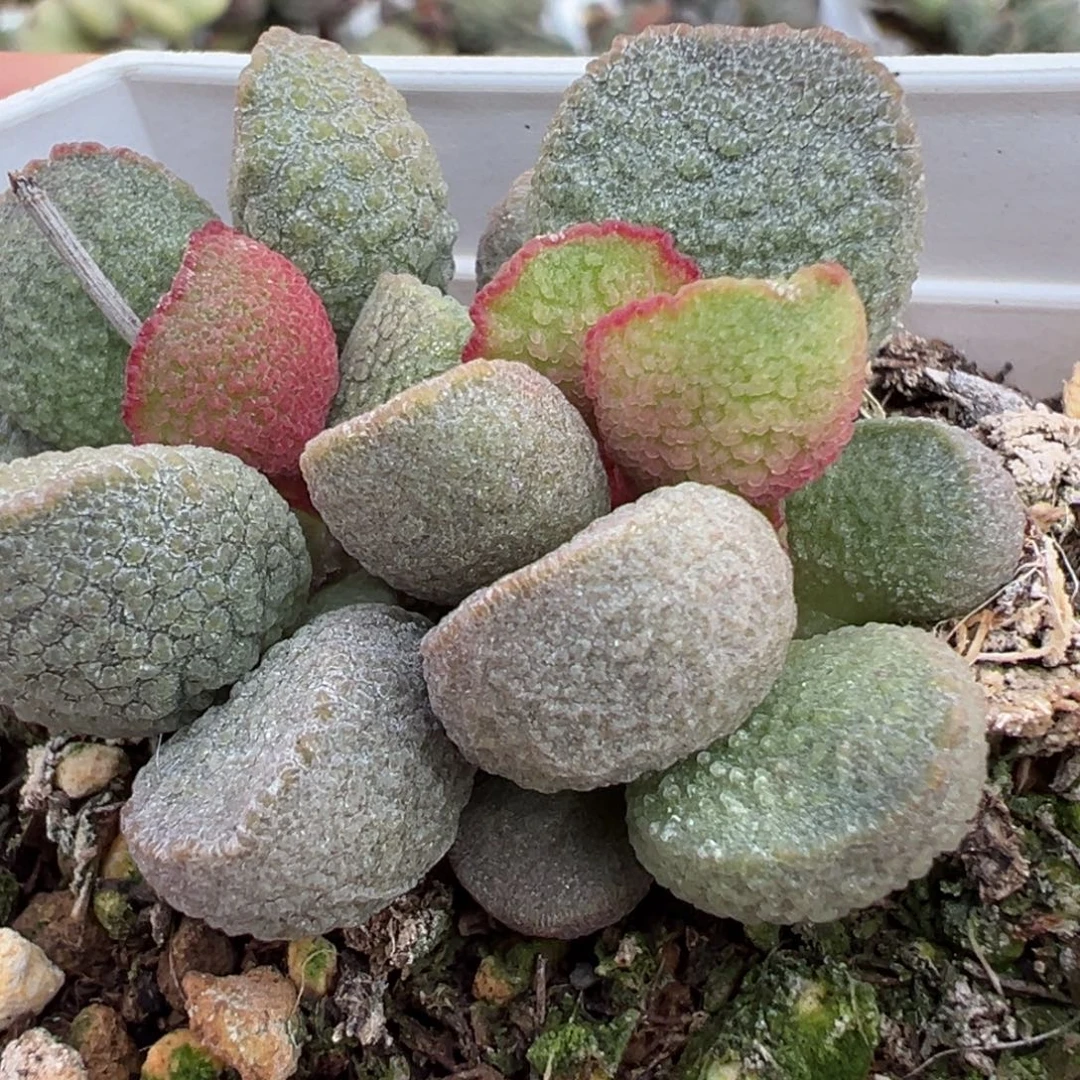 实生新品多肉植物水泡多肉植物