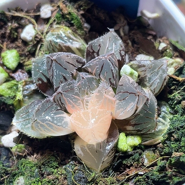555粉黛锦特选福利