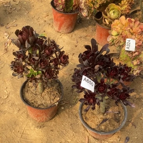 两颗法师一物一拍