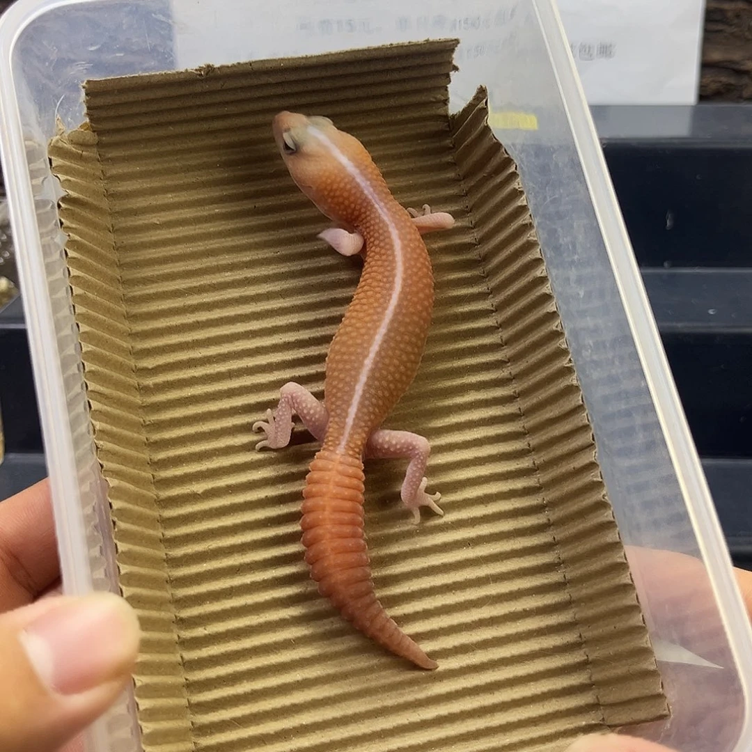 肥尾守宫红系橘无母