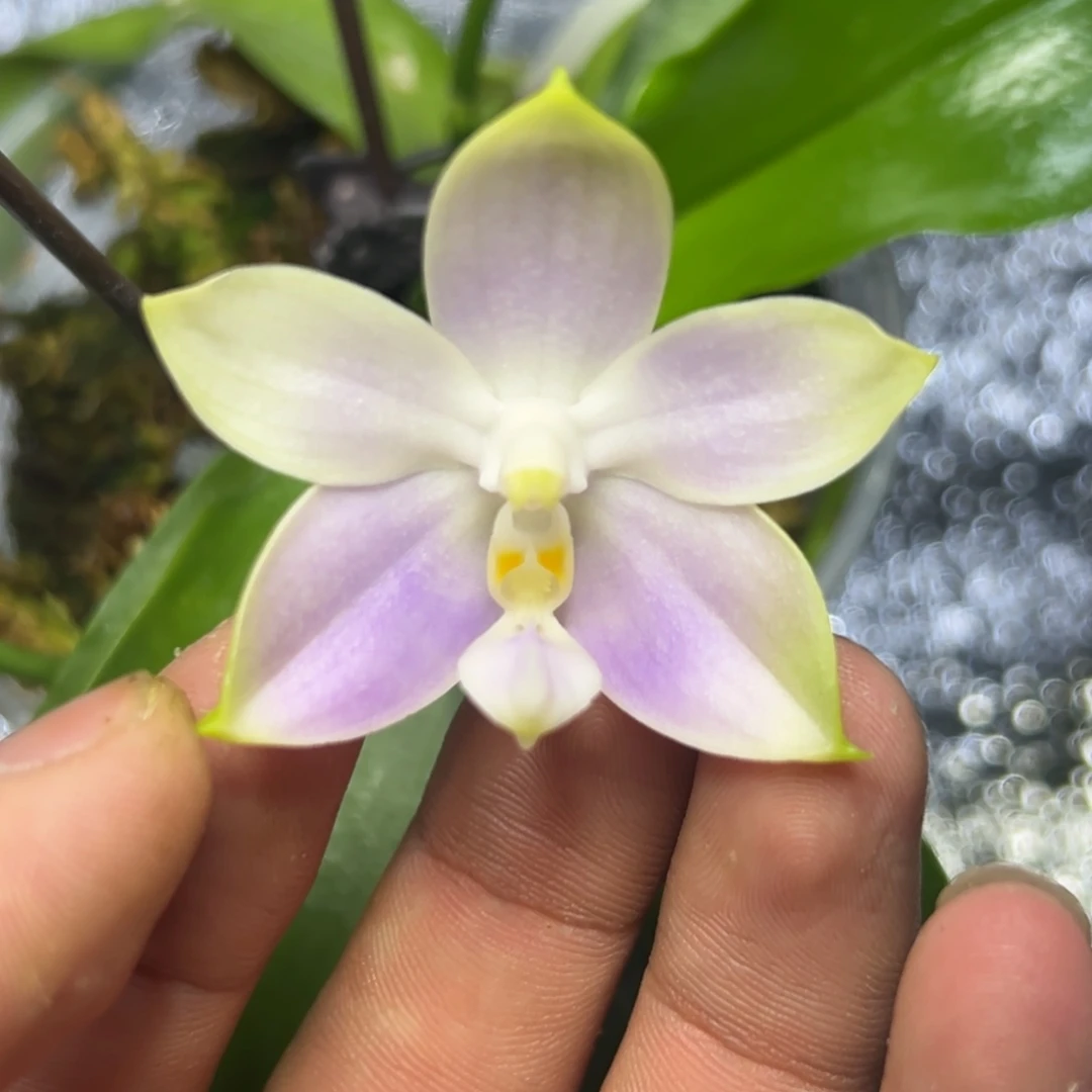 完全开放l071三寸ys1233