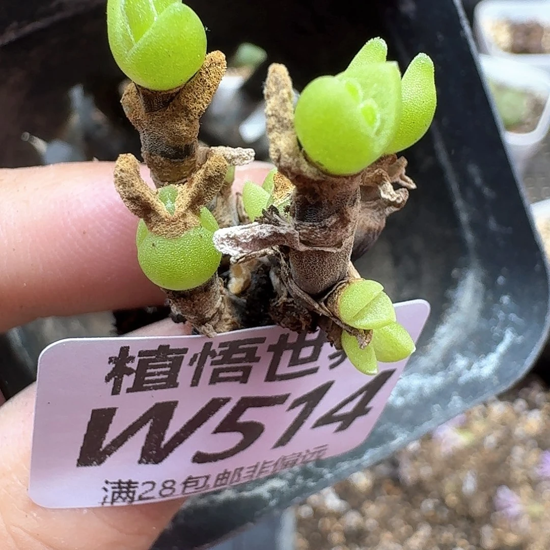 多肉植物的润泽efvb