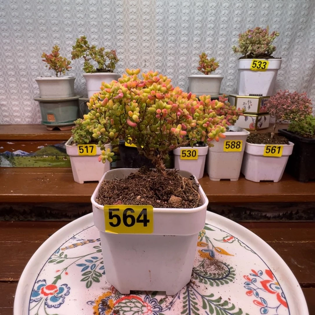 枝干番杏多肉植物564