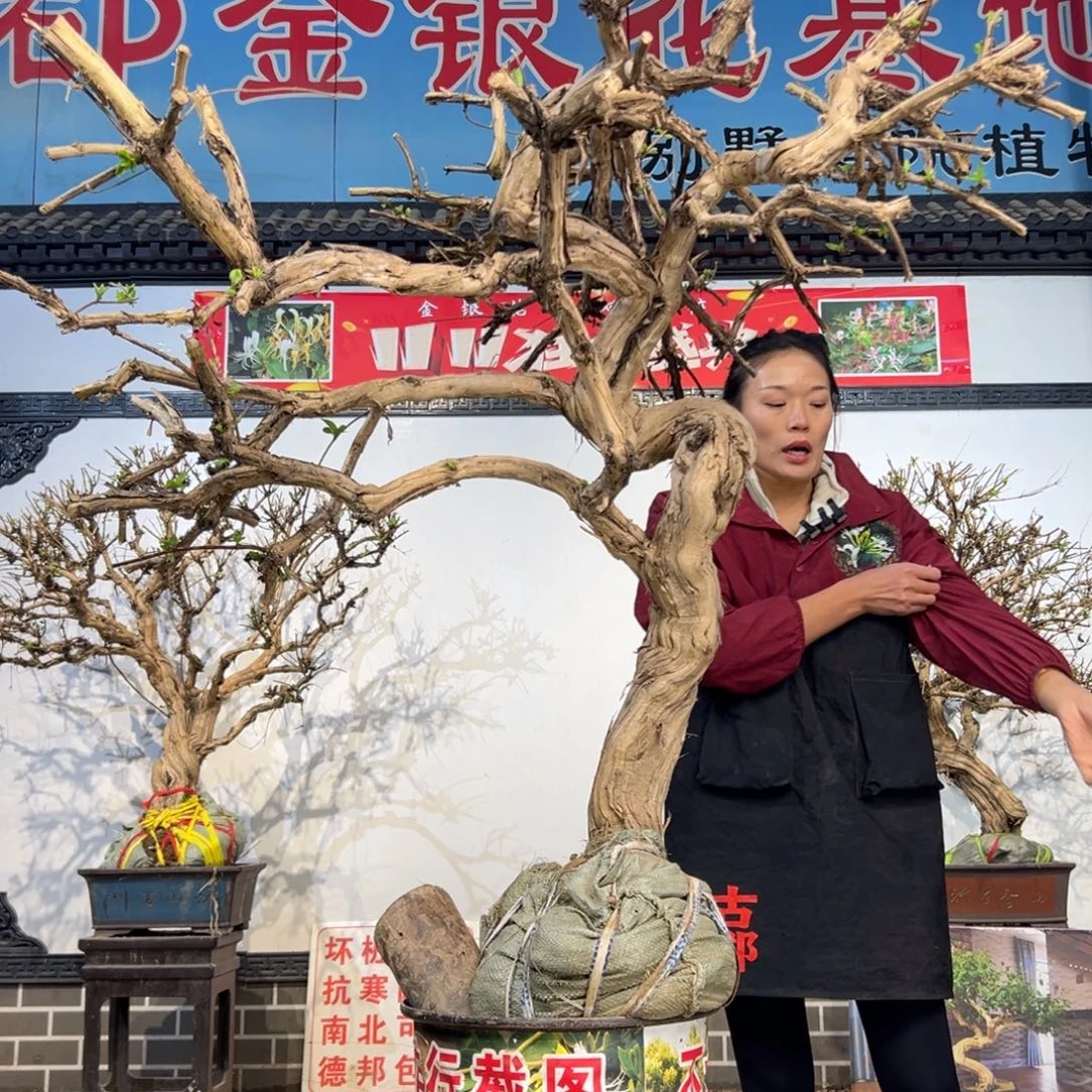 无花朵金银花888888888888