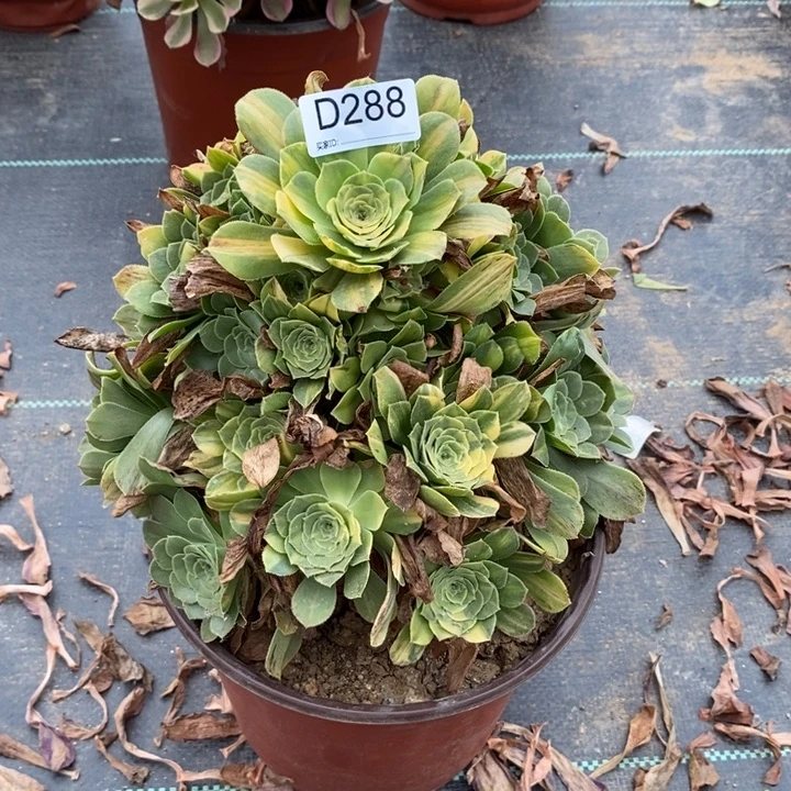288五彩琉璃多肉植物