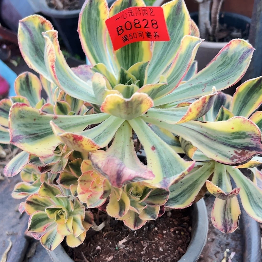 0828多肉植物青花瓷