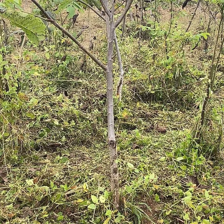 完全开放足***^龙鼎核桃树苗绿植