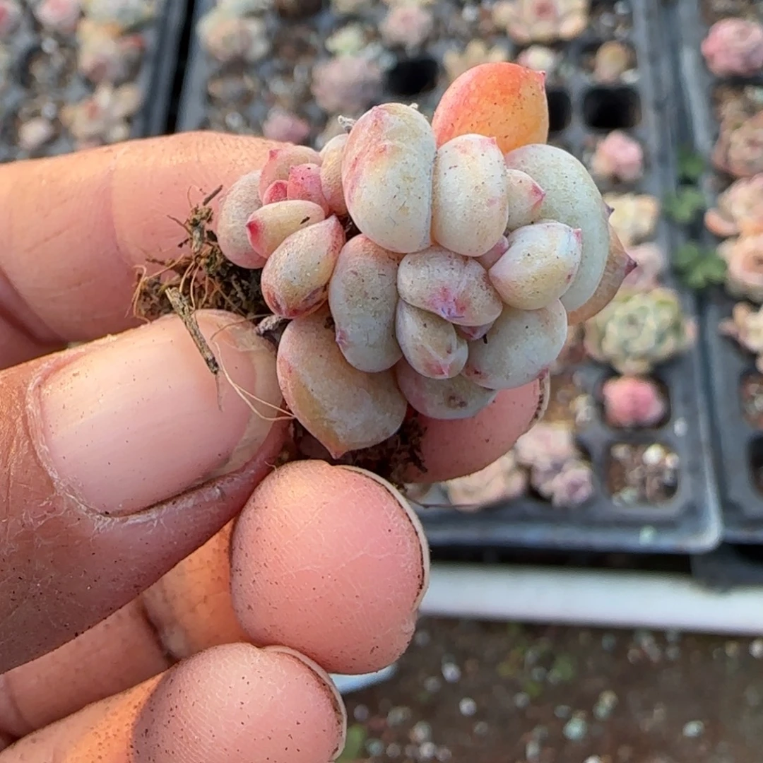 多肉小卡拉米糖心一物一拍