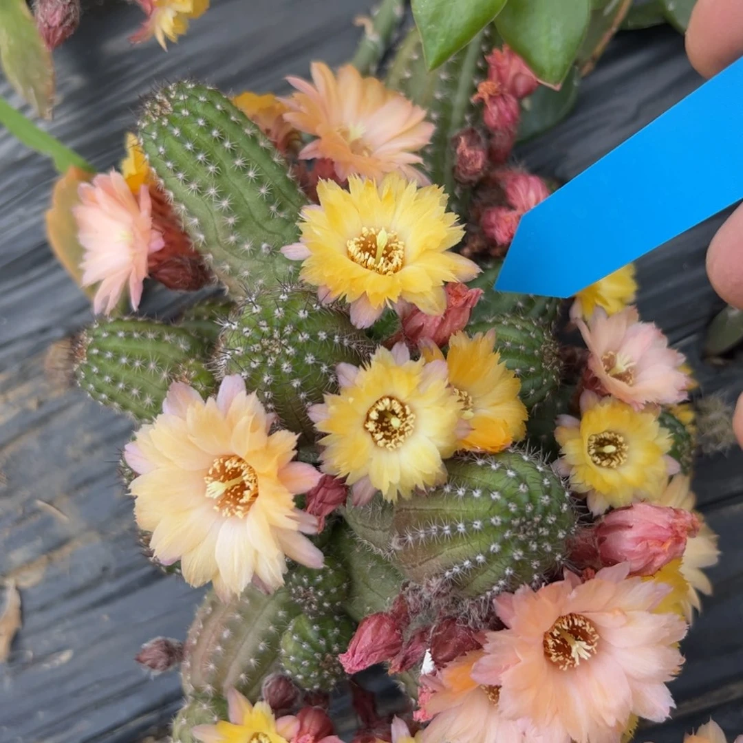 矮胖白檀405仙人球303