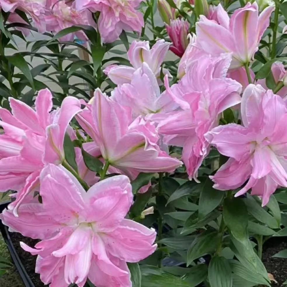 当年开花《萨博周长12/14cm》进口重瓣香水百合种球（1颗）