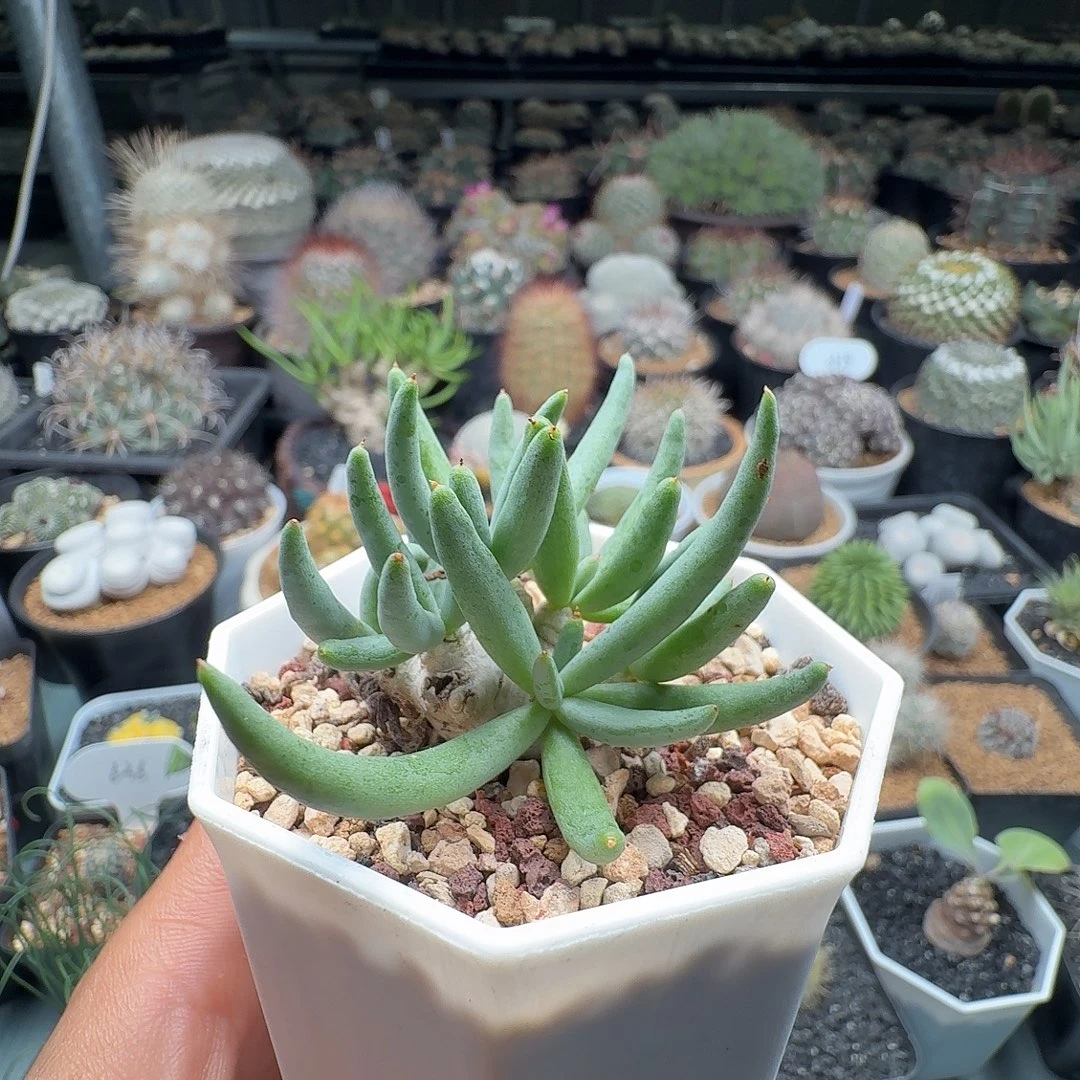 万物想带盆发货50