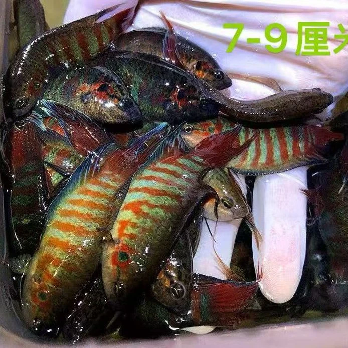 中国斗鱼蓝叉改良2-4公分以上巨普蓝色普叉观赏鱼淡水活体免打氧