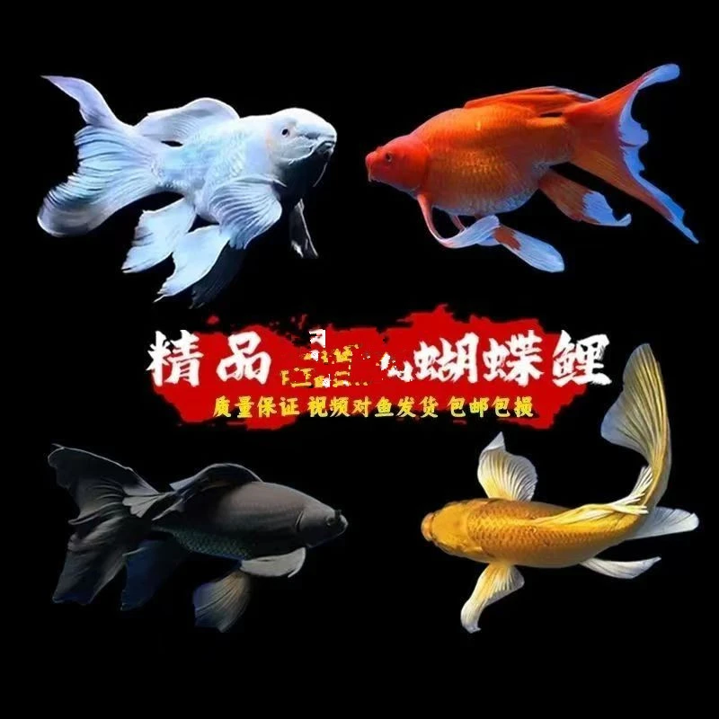 精品普身蝴蝶鲤五条15-20颜色备注观赏鱼【红白黑黄】