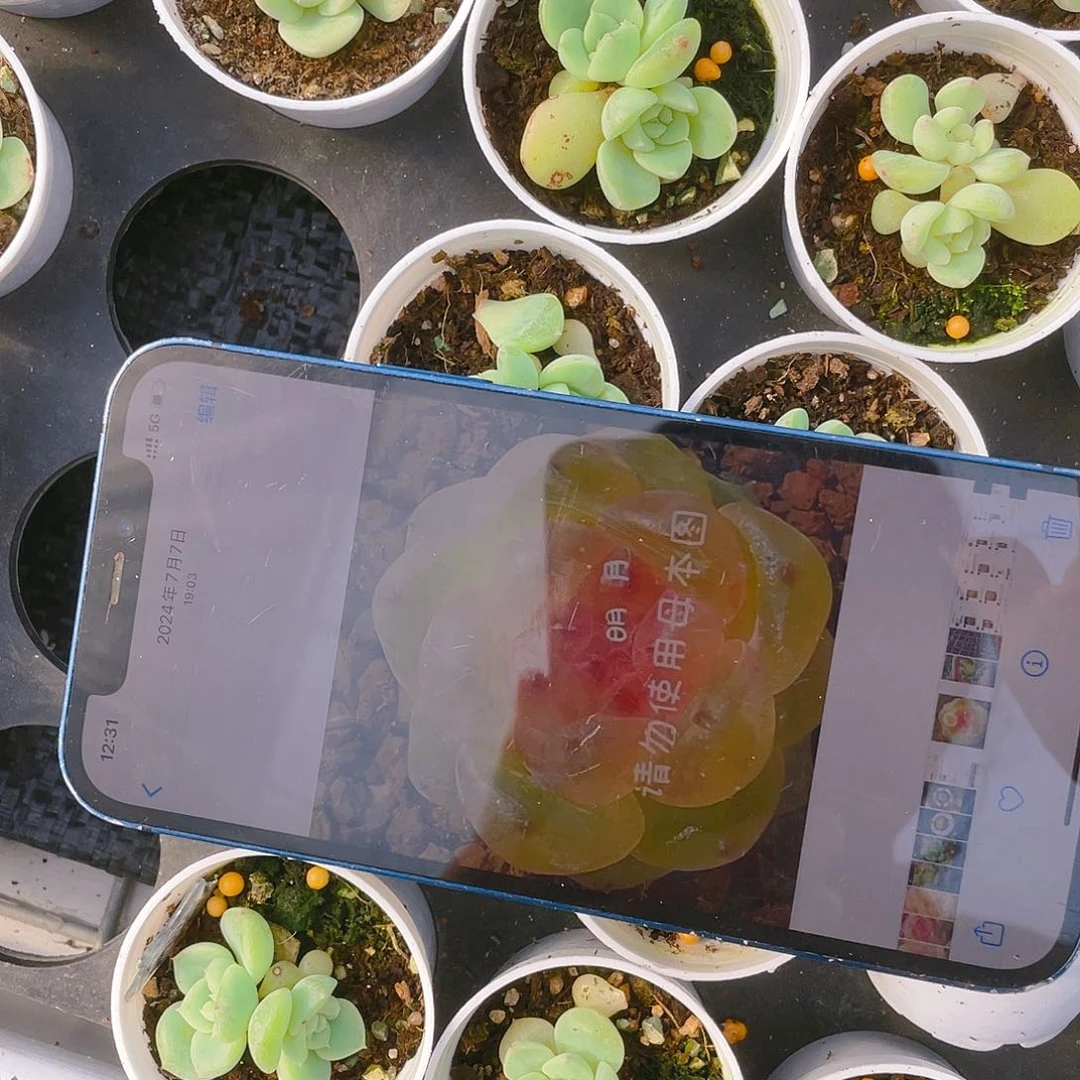 明月果冻T0 叶子一片一个满25包邮