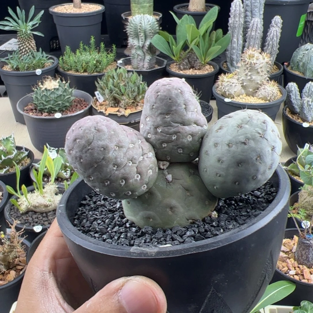 习志野一物一拍，，，，