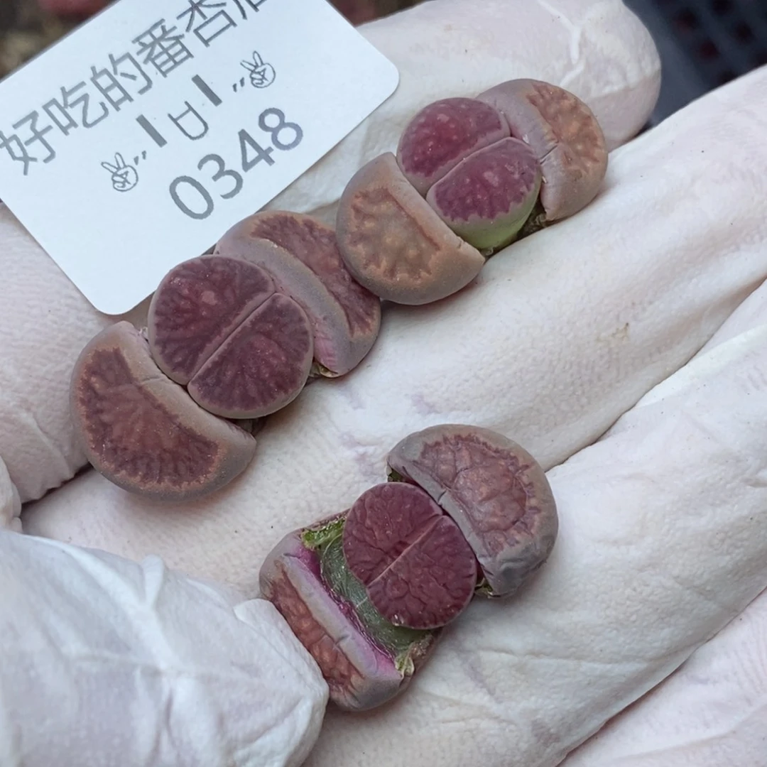 0348。零下拍保温。特