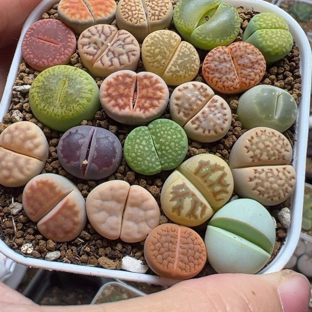 编号母本组合多肉植物百科