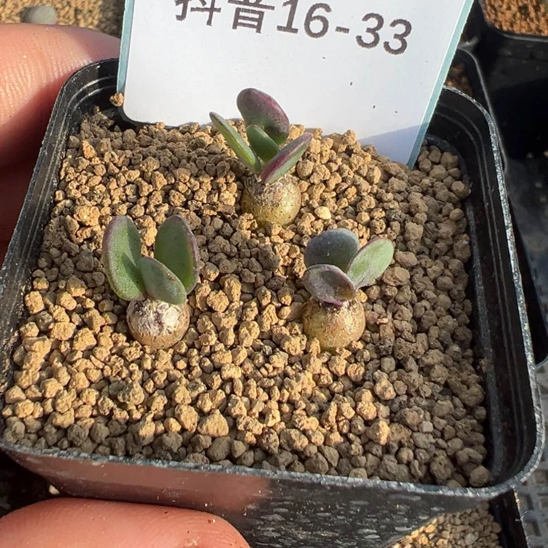 l**y16-33恩特美厚敦菊多肉