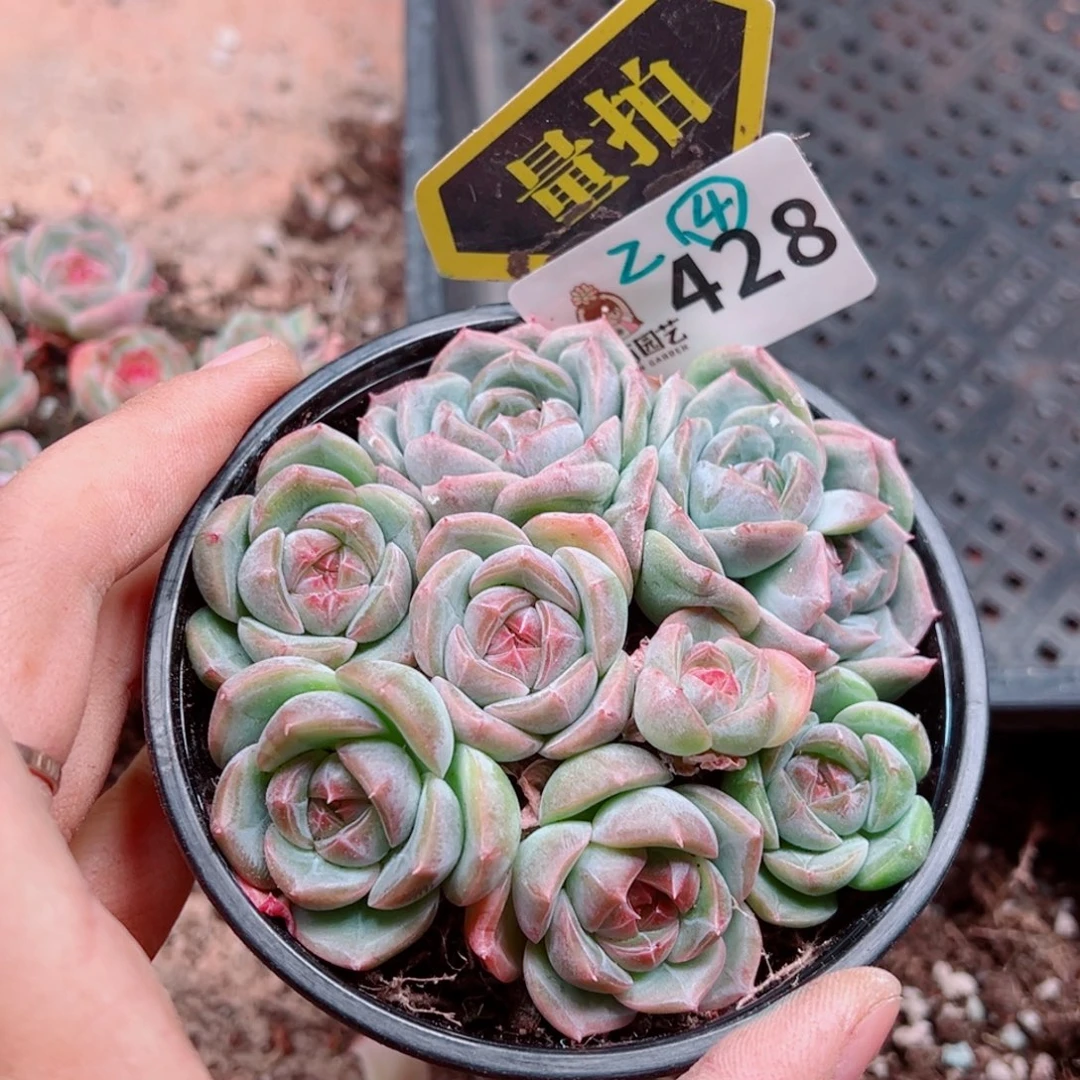 多肉植物多肉植物
