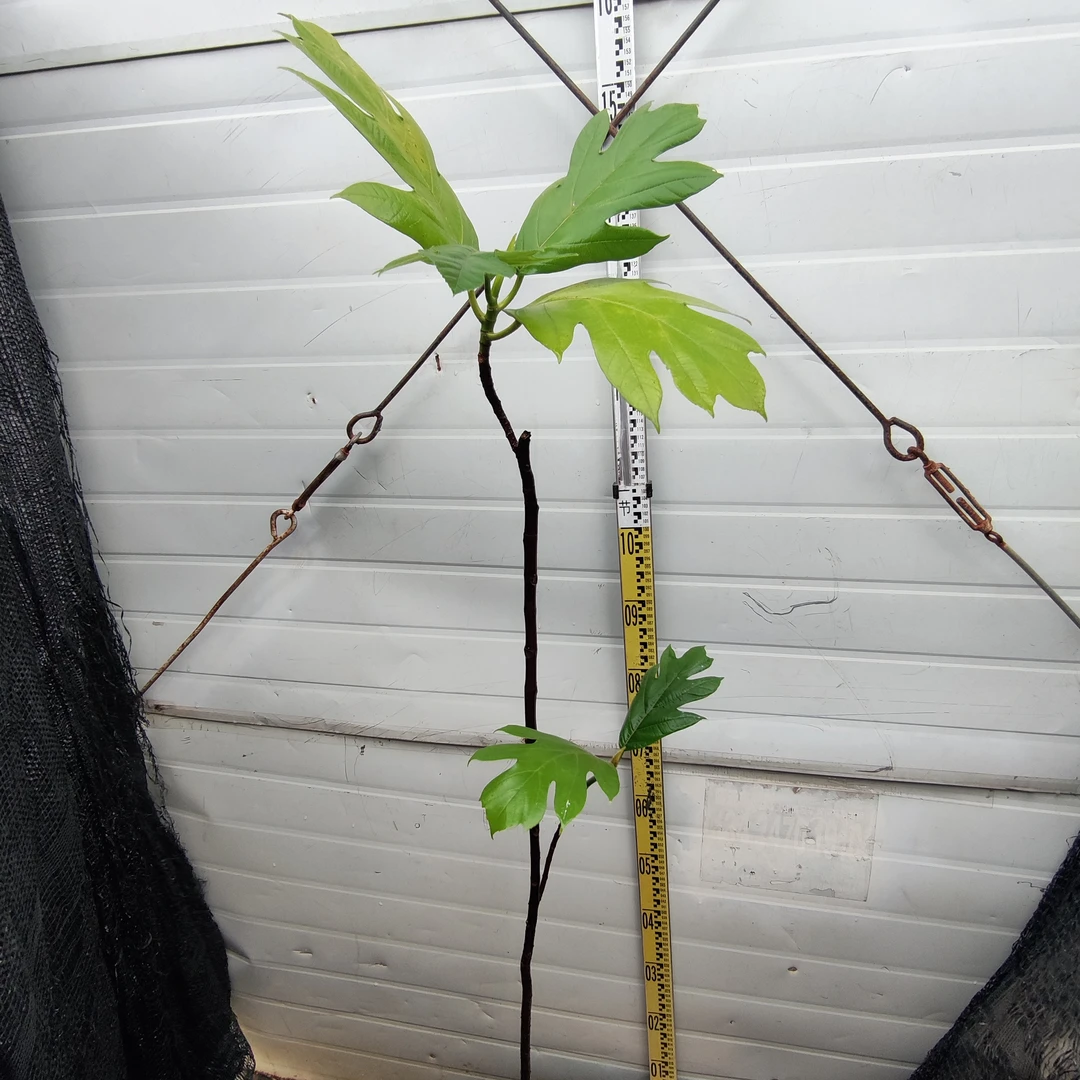 面包树面包果大杯苗73号罗蜜树马槟榔面磅树庭院大型绿植结果绿植