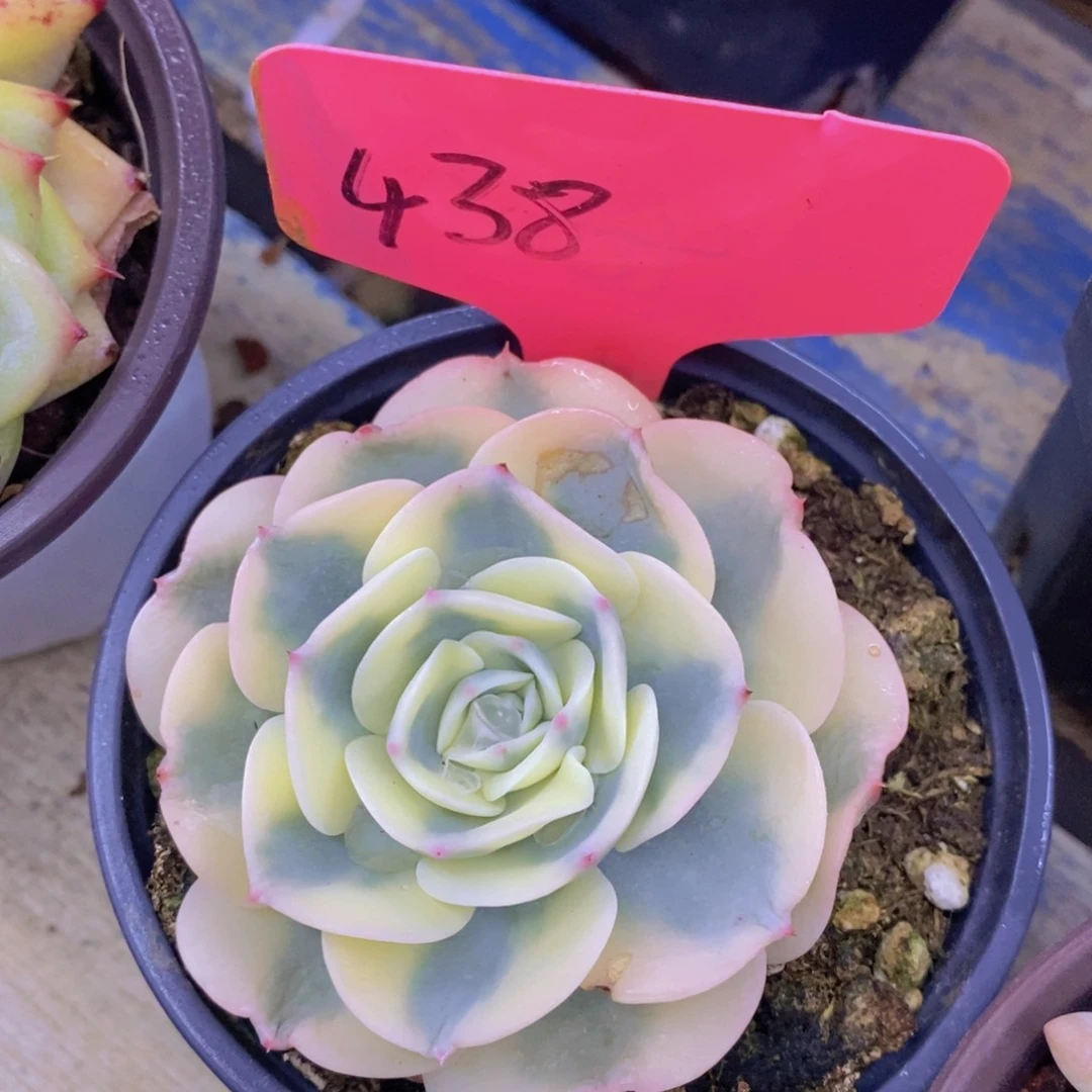 开心多肉，专场2，一物一拍，