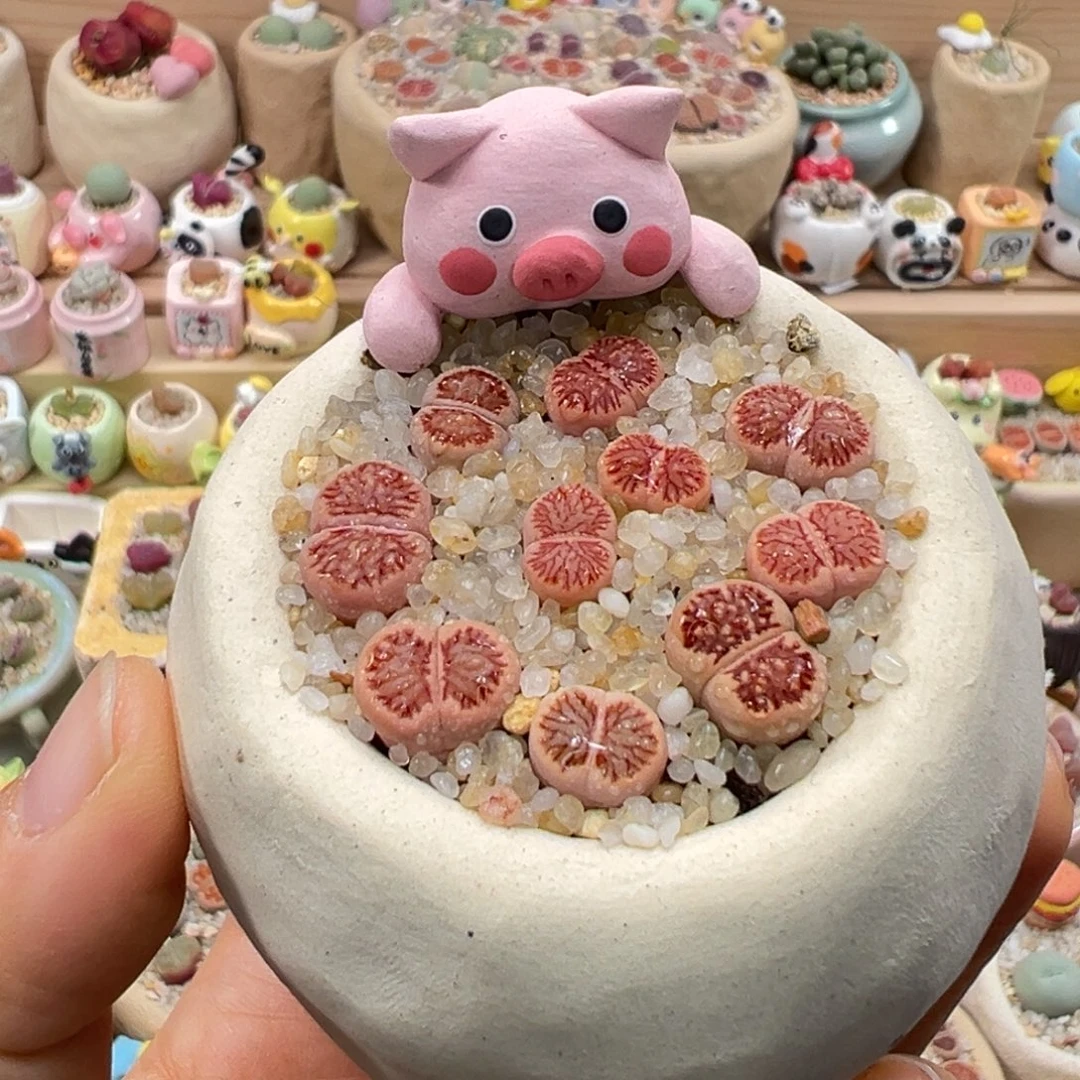 多肉植物150号粉菊