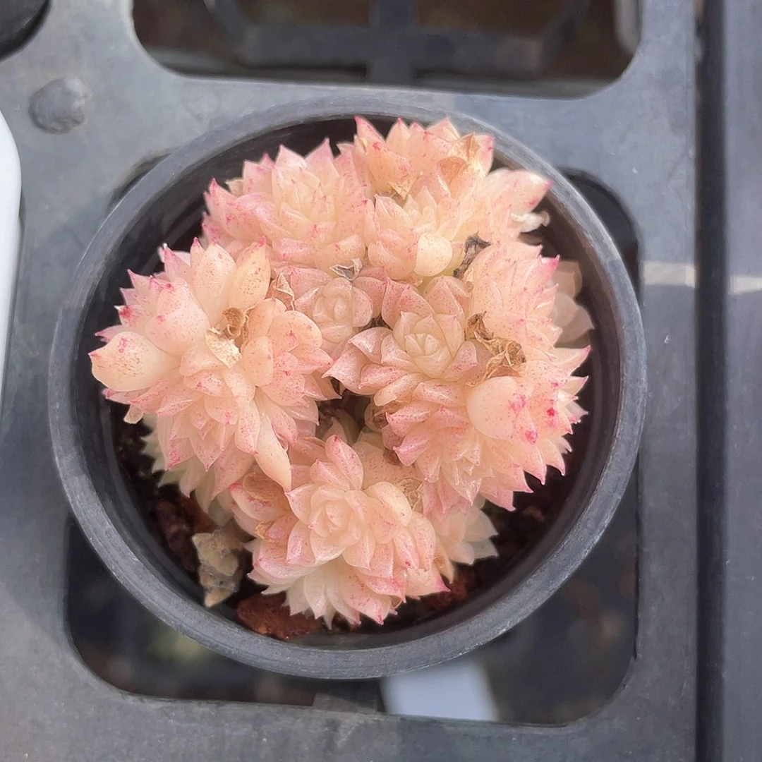 开播福利麦秆8100