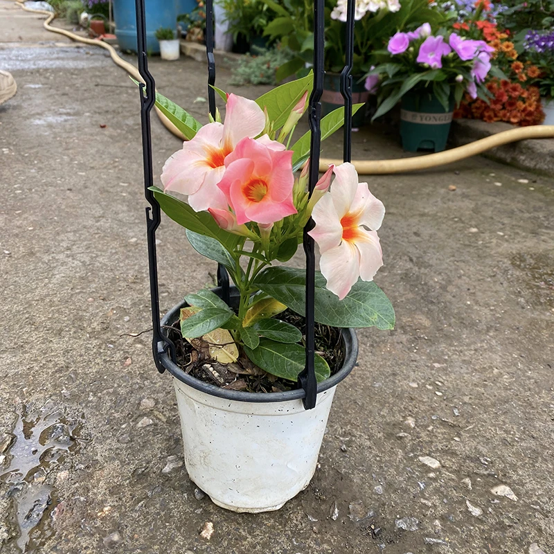 桃色日出(新品种 爬藤飘香藤 耐热)庭院阳台开花植物