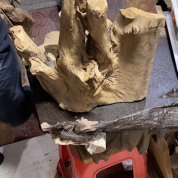 楠木金丝楠木小叶