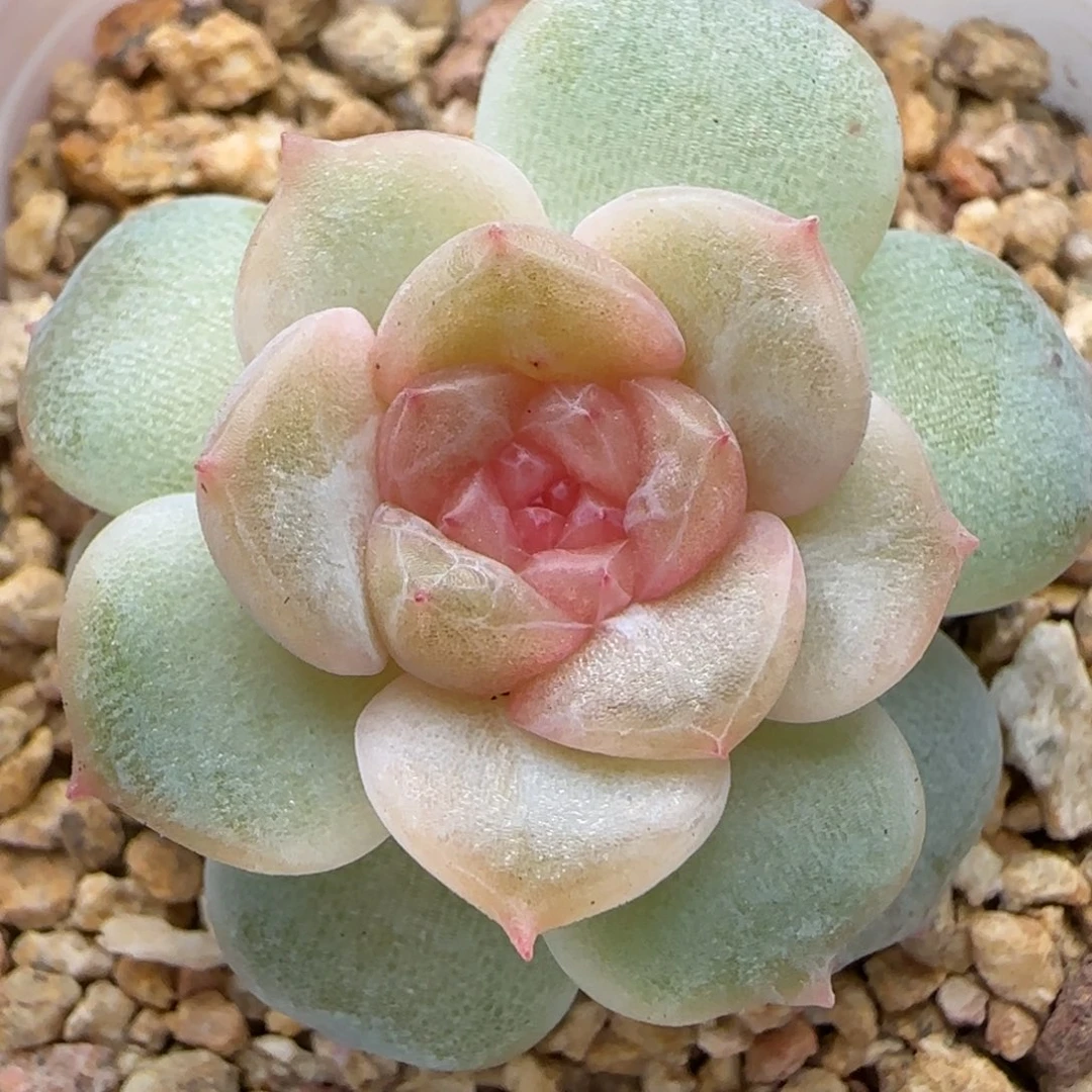 微***【满29包邮非偏远】841孤品