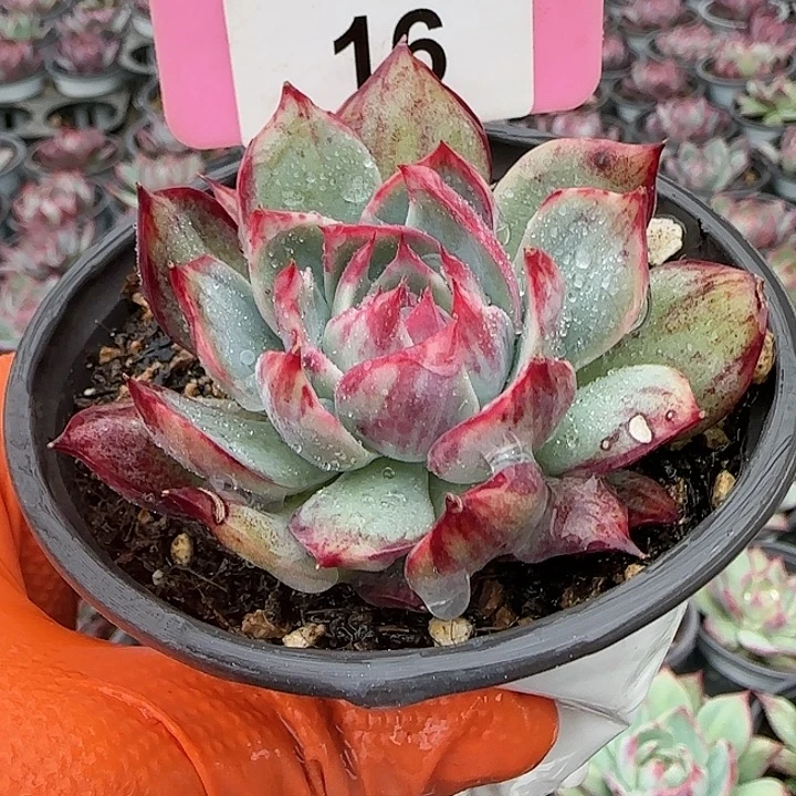 16 惊鸿仙子多肉植物6-9cm
