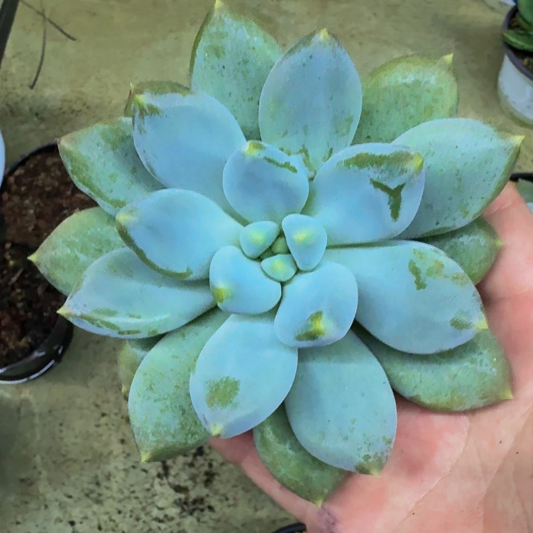 黄胖体 哥特 单头 一物一拍