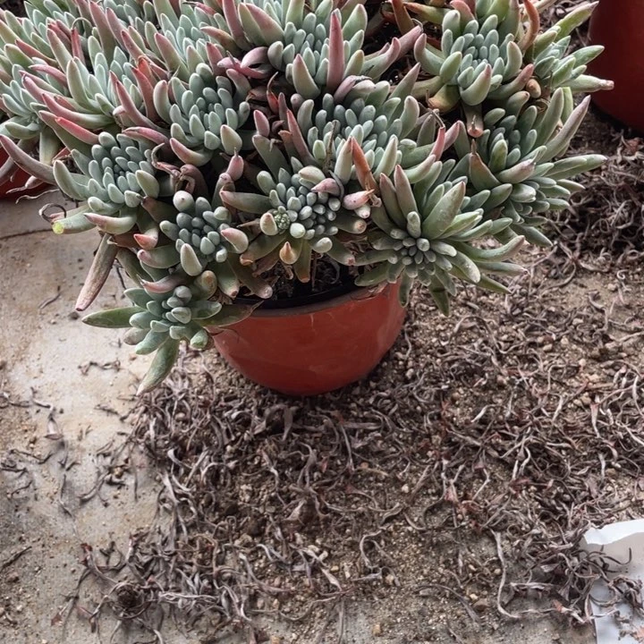 335号雪花多肉植物有