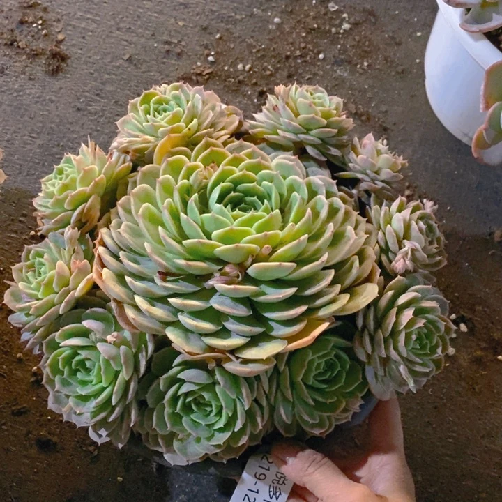 夏悦多肉0219-120昂斯诺