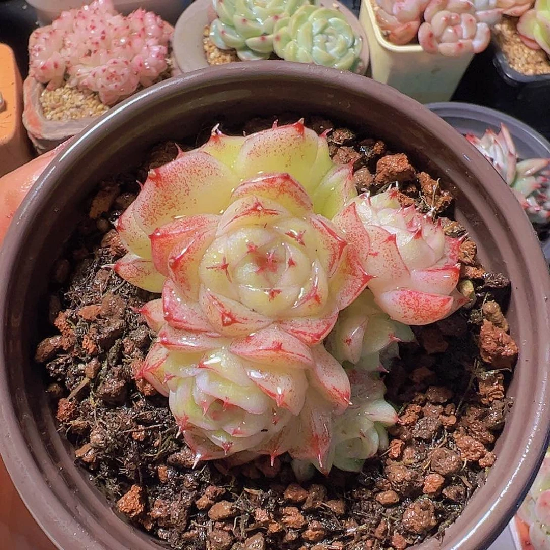 潇*妹新品，多肉植物