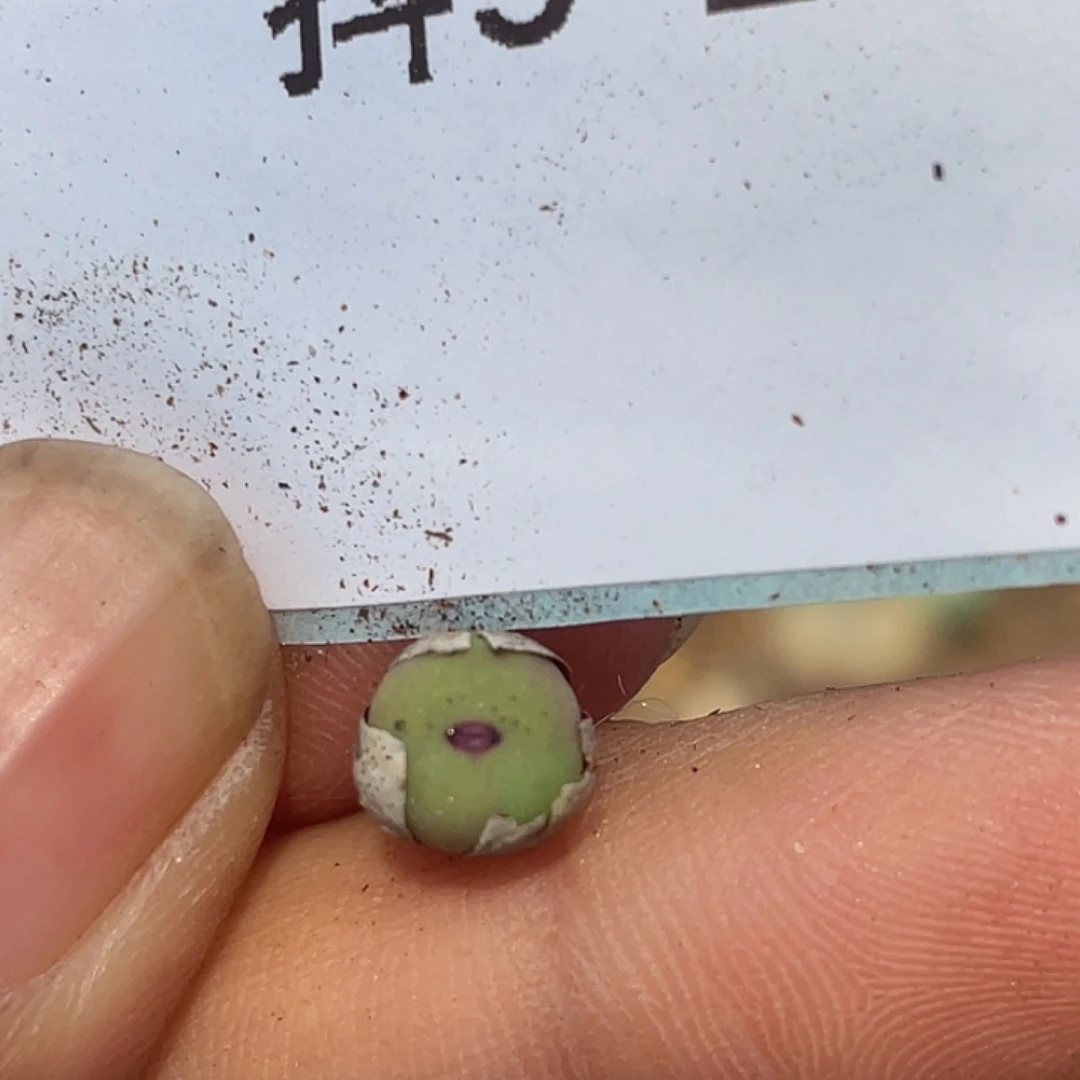 5-27嘴1380b多肉植物