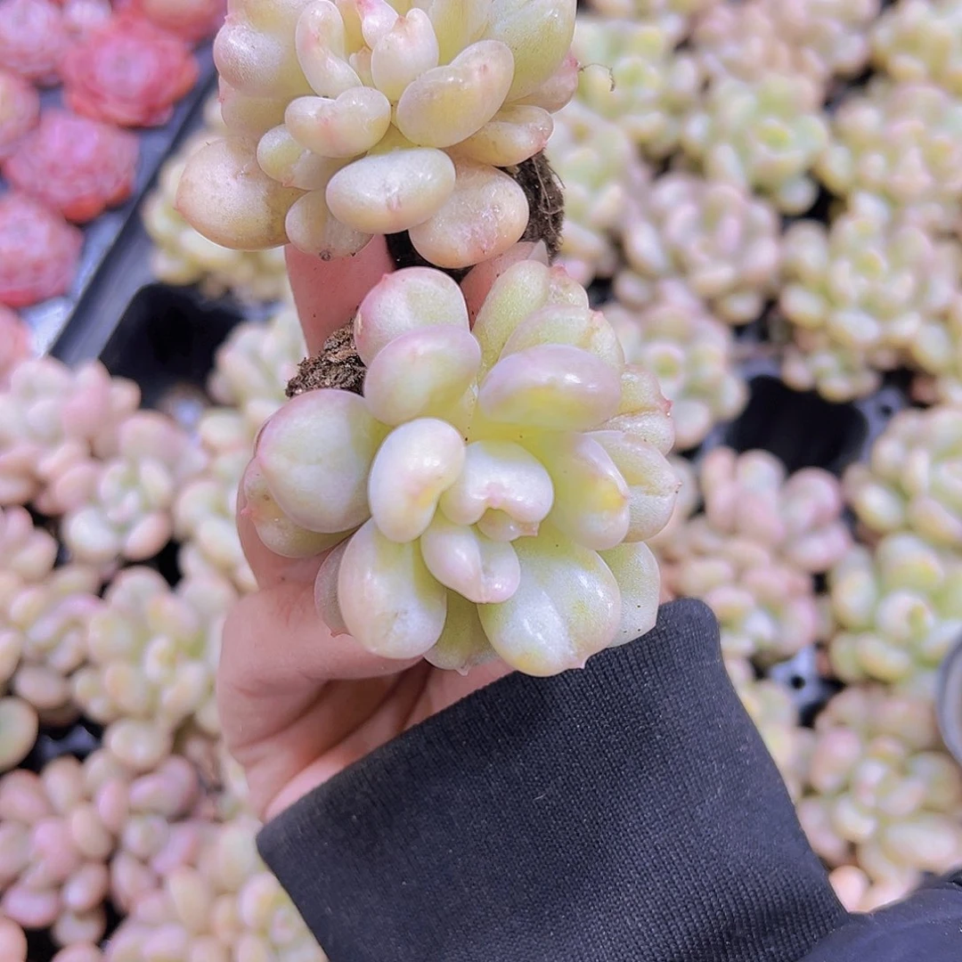 比尔盖茨2个苗19包邮