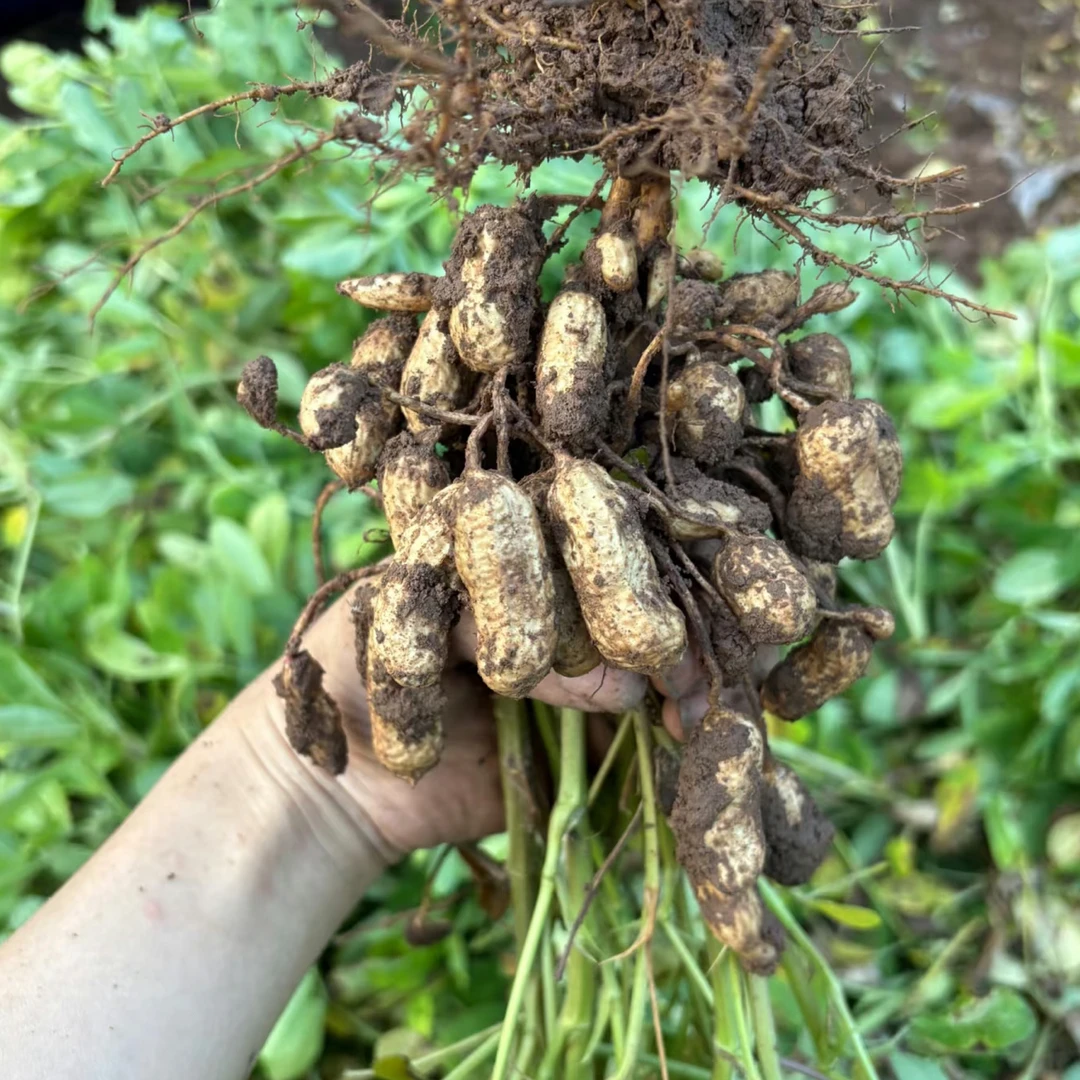 当季新鲜带壳粉皮湿花生现挖现发可生吃可水煮