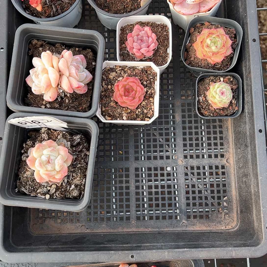 精品多肉十八包邮