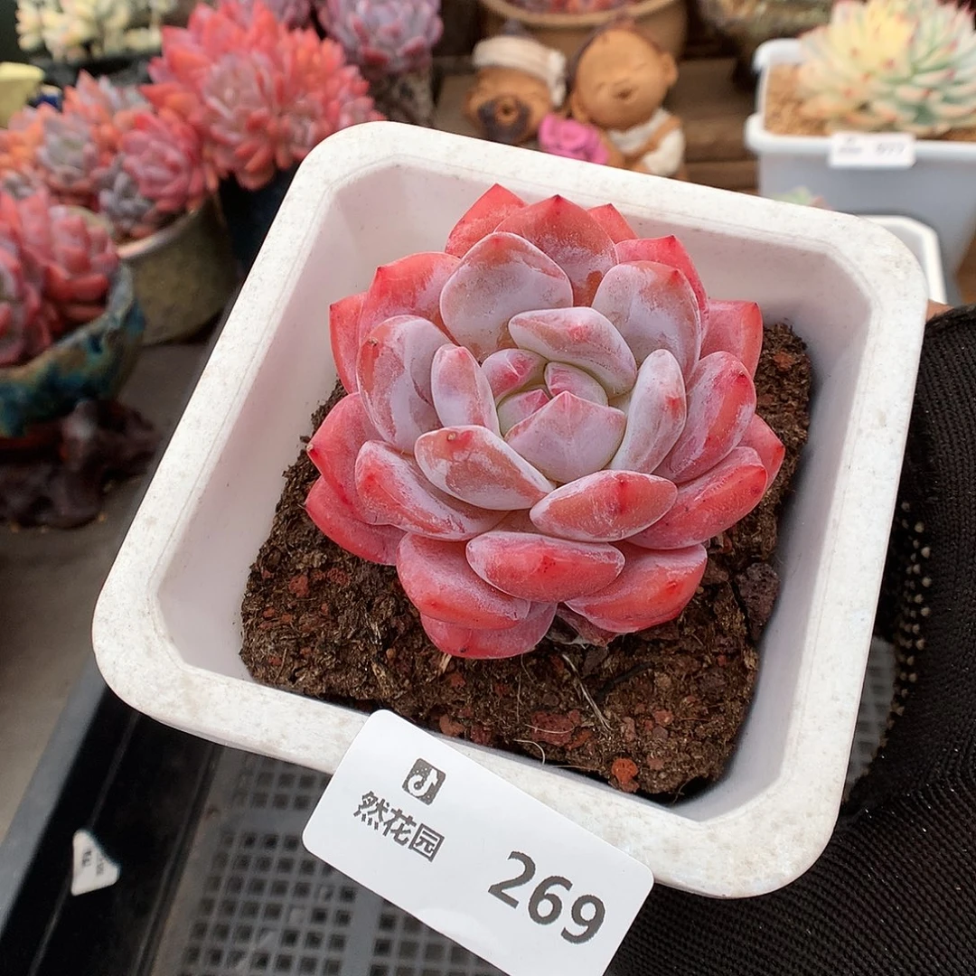 269雪天使多肉植物6666