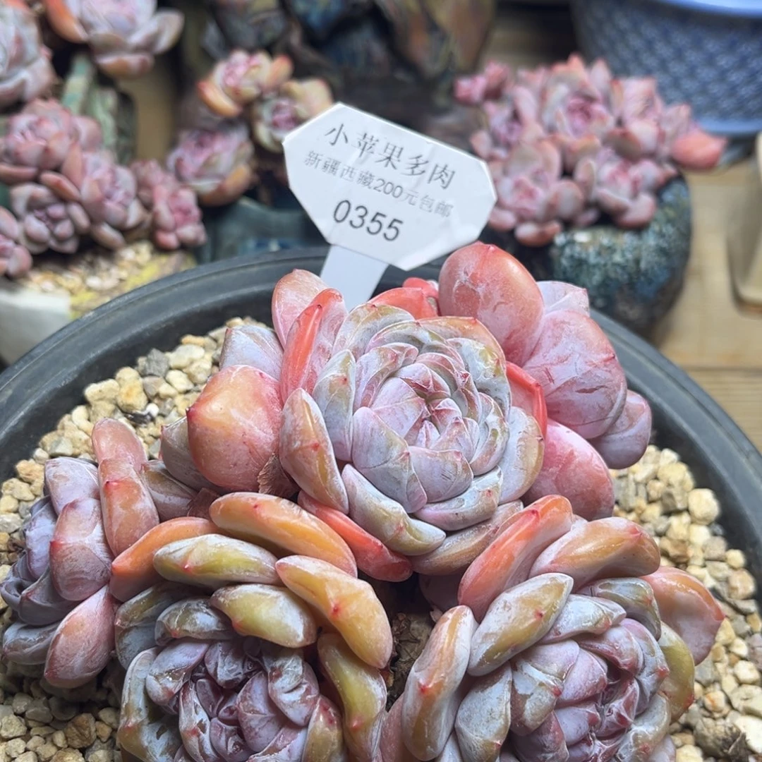 绿底紫心355/13cm6头