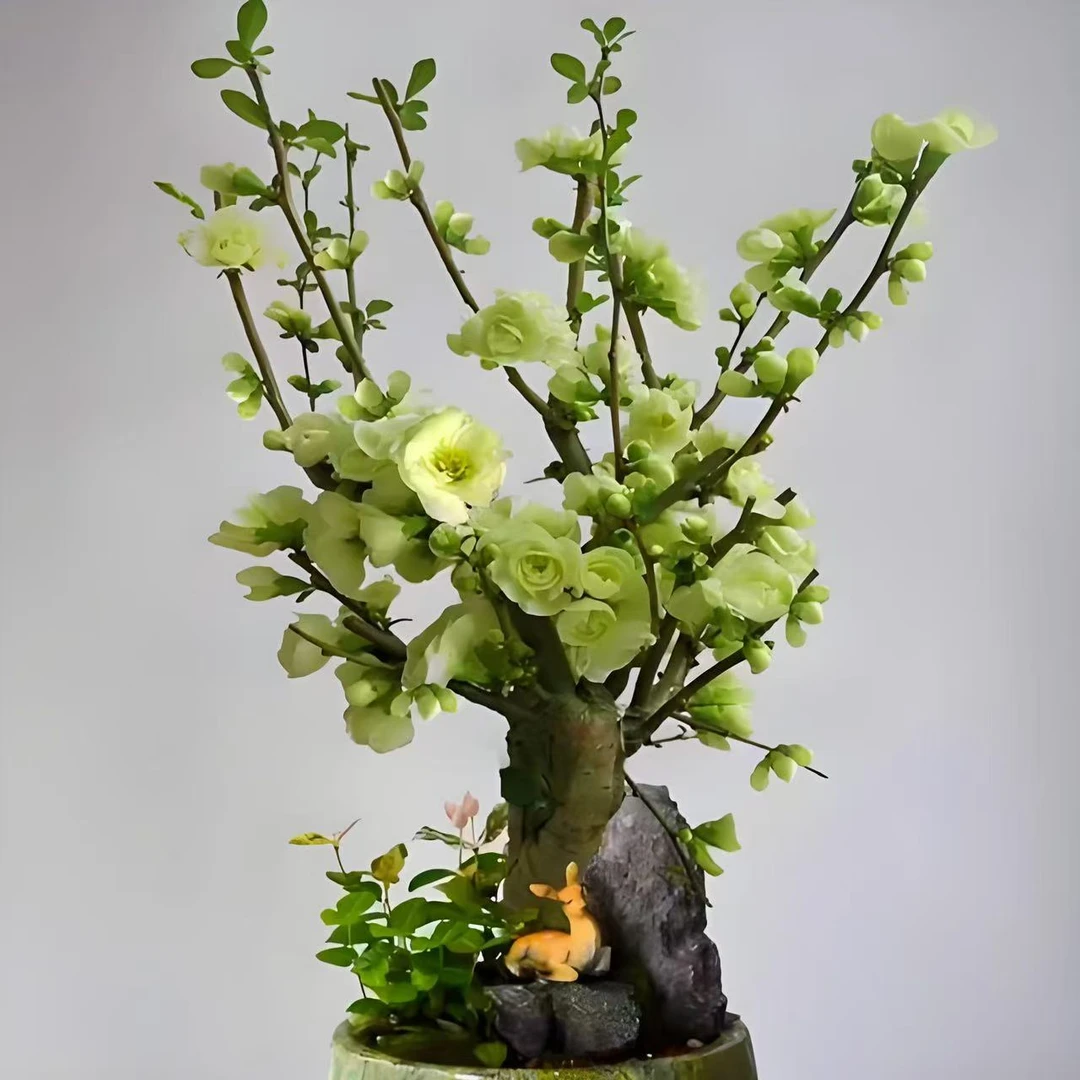 （绿色）绿天鹅海棠花耐寒植物