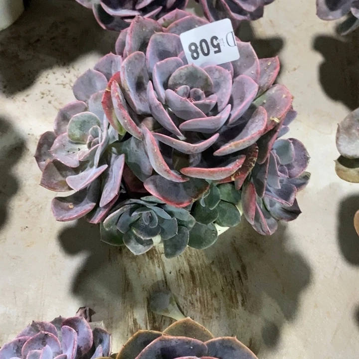 Q***琴508尘埃玫瑰多肉植物