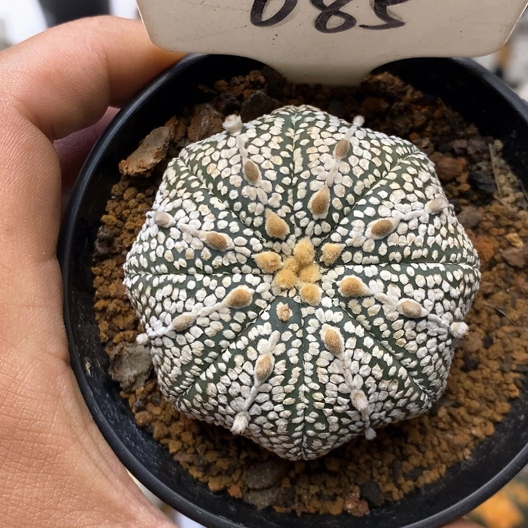 085奇迹福利特价咯