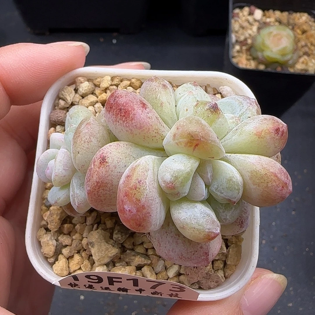 173白体冰玉石化【满39包邮非偏远】