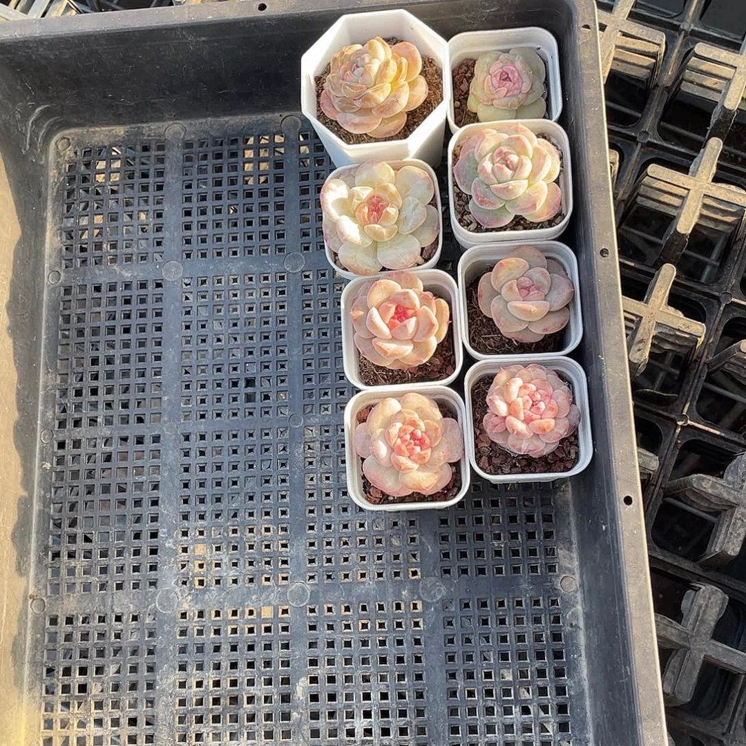 大***子框拍眼镜和我最讨厌那种了