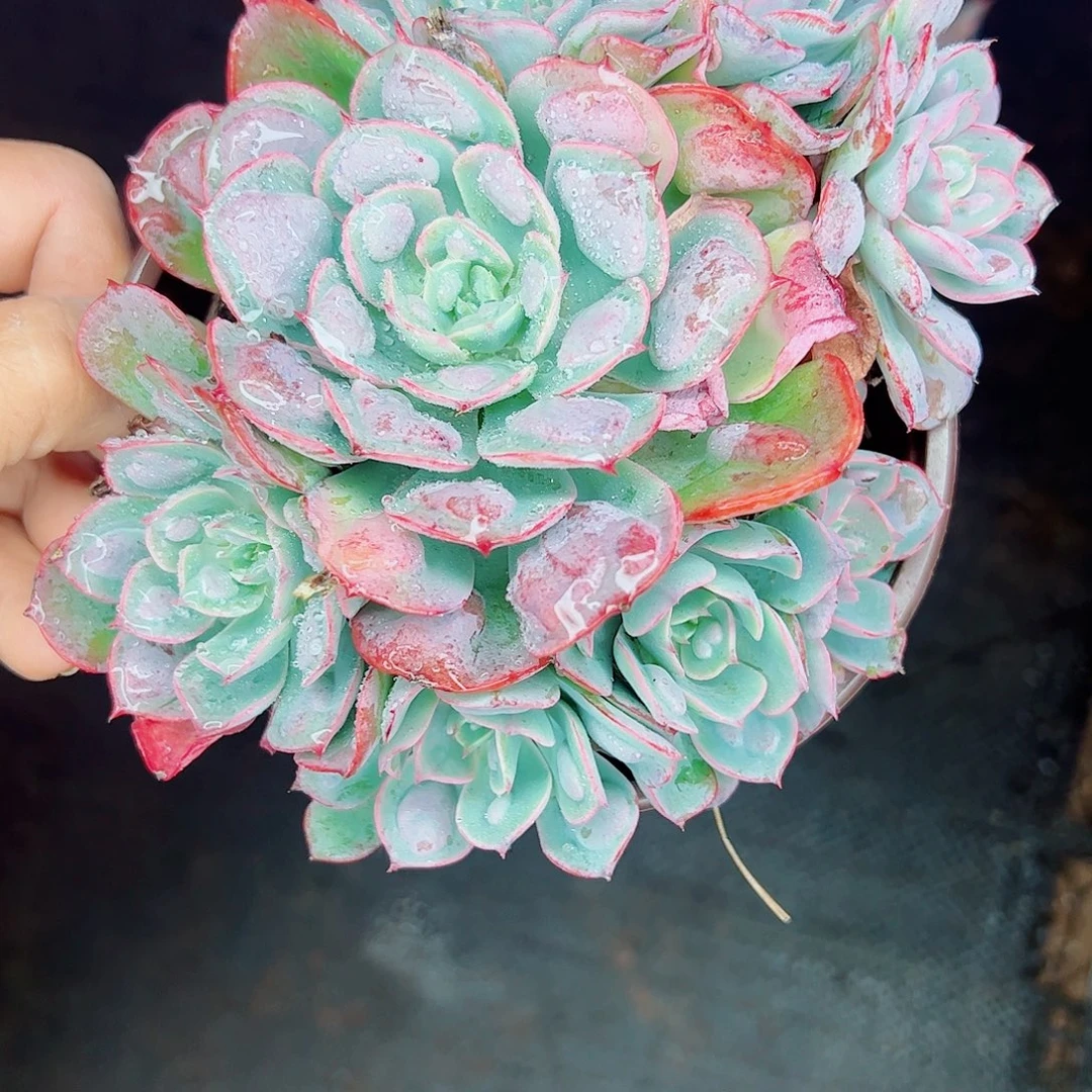 雨滴群生，一物一拍