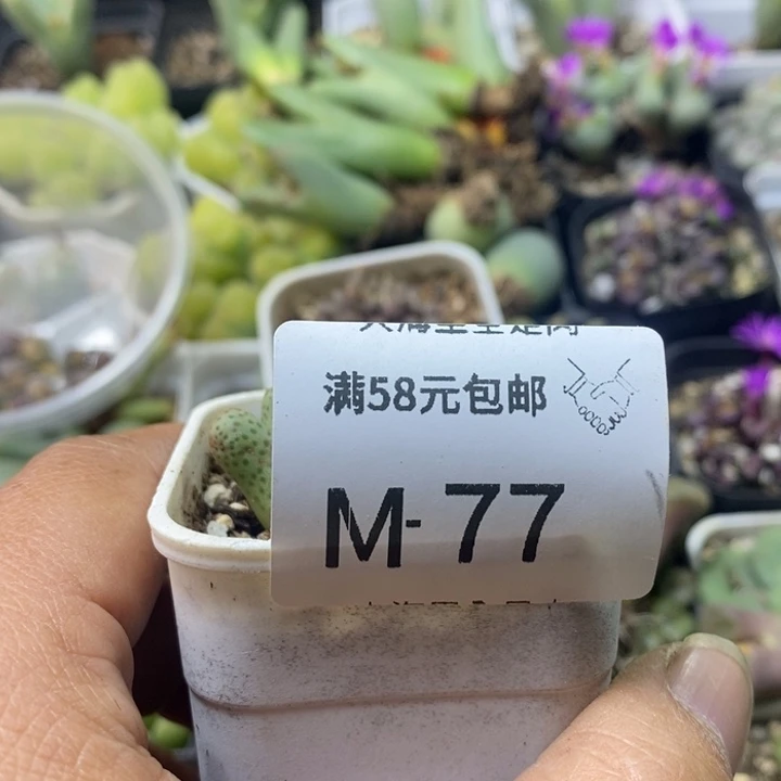 ****妈56666666669899999