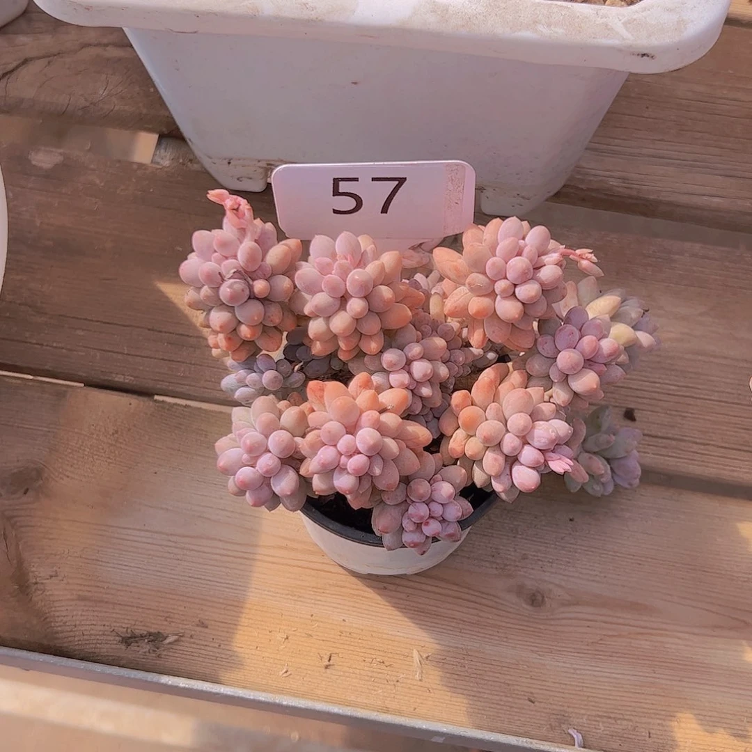 我****^57手指20。。。。