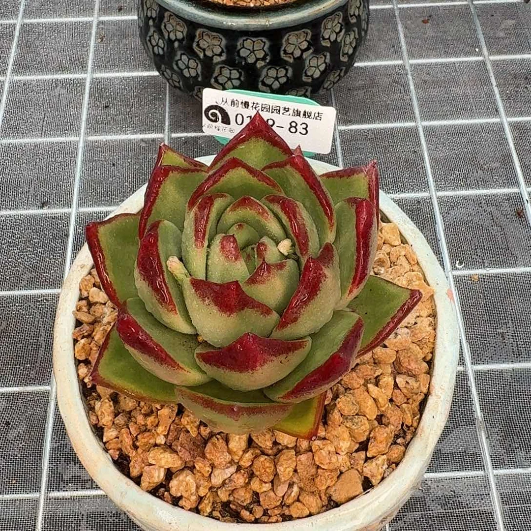 从前慢花园多肉0129-83